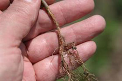 RHIZOCTONIA ROOT ROT OF SOYBEANS